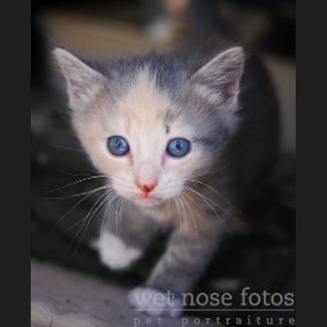 Photo of Rosie