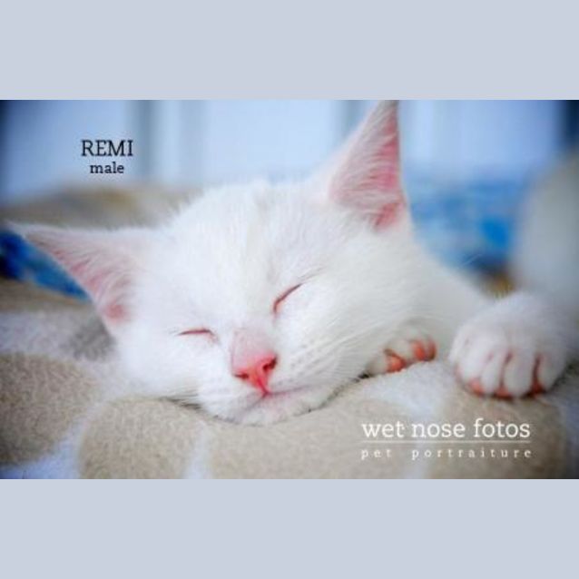 Photo of Remi