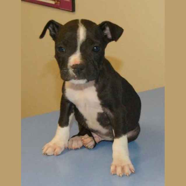 Photo of Striker