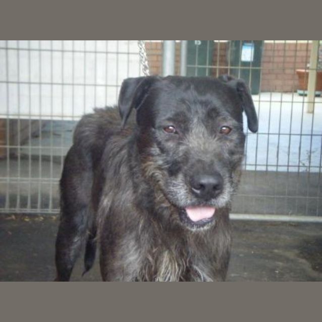Photo of Pending Adoption