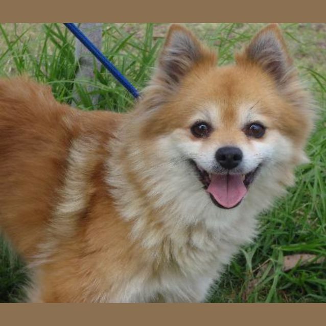 Photo of Foxy Lady