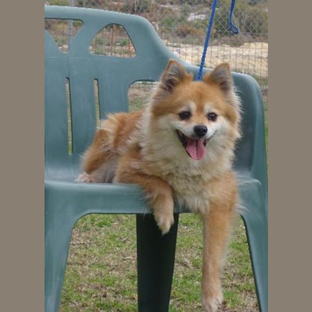Photo of Foxy Lady