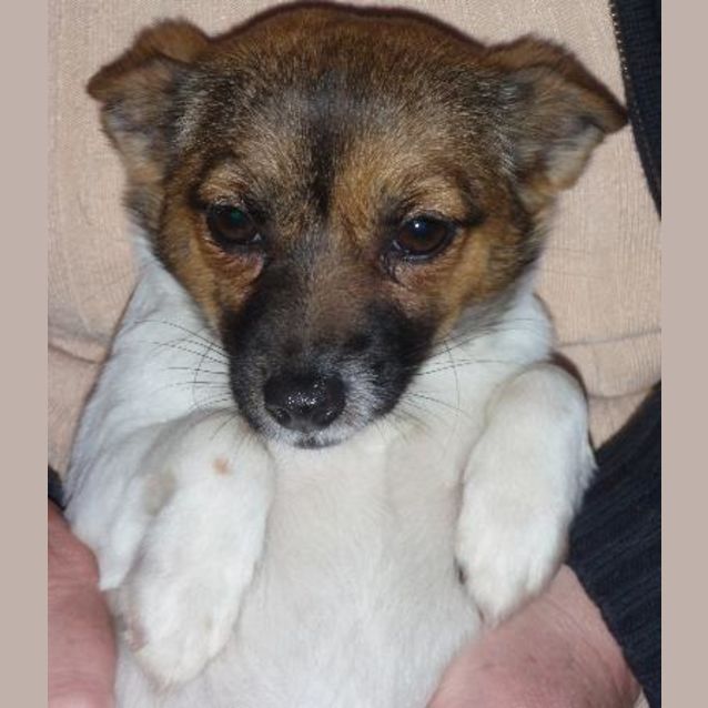 Photo of Pippy