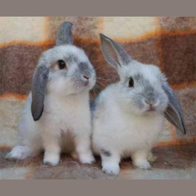 Photo of Florins  Mini Lop  On Hold