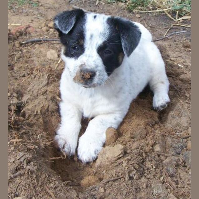 Photo of Folly Adopted