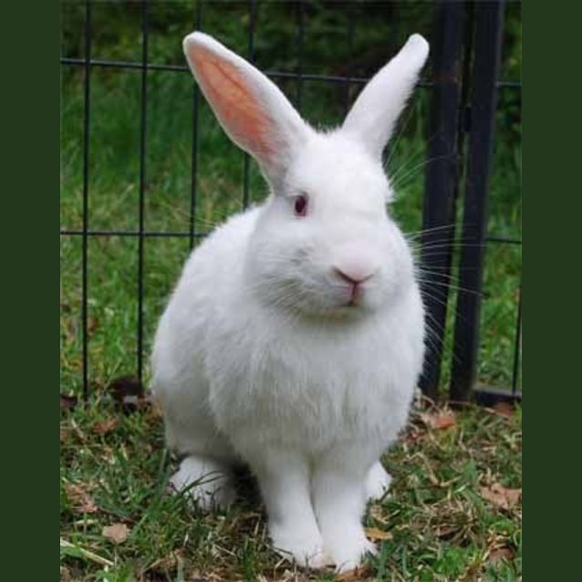 Photo of Aldo  Adoption Pending