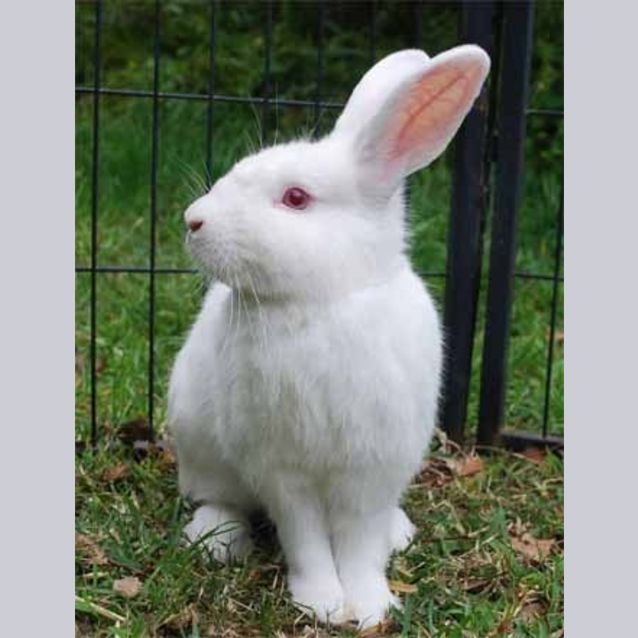 Photo of Aldo  Adoption Pending