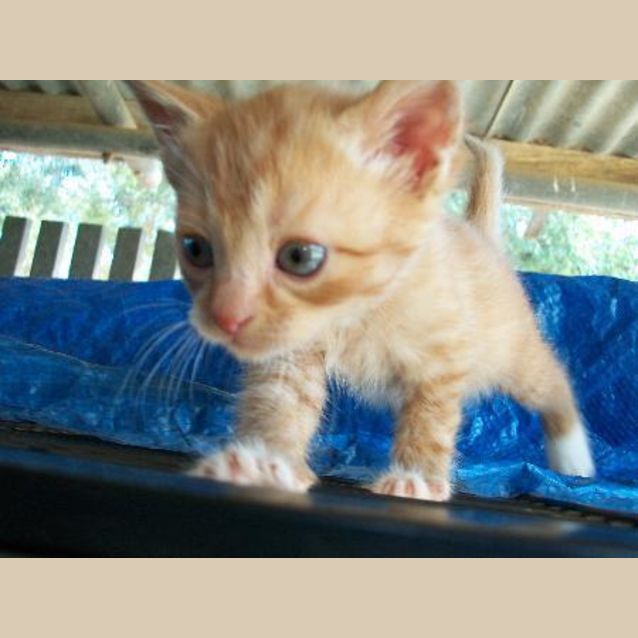 Photo of Winston (Deposit Taken)