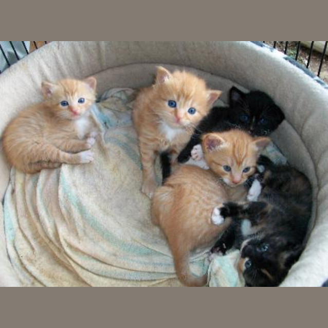Photo of Simba (Deposit Taken)