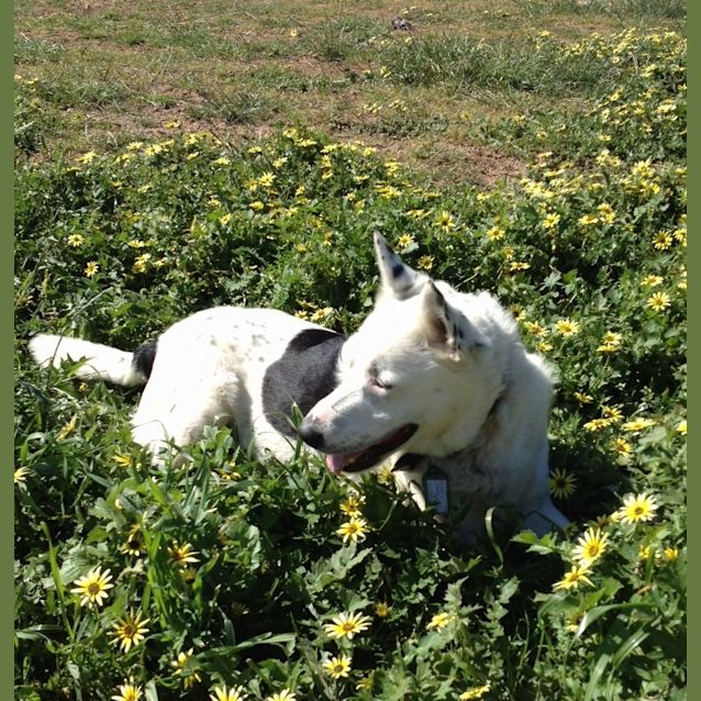 Photo of Banjo