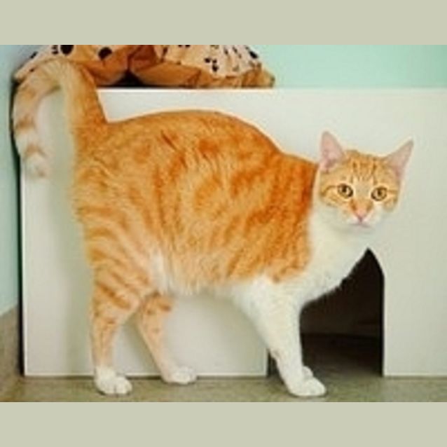 Photo of Lucky