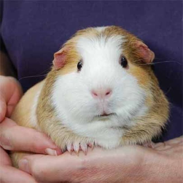 Photo of Sparkle