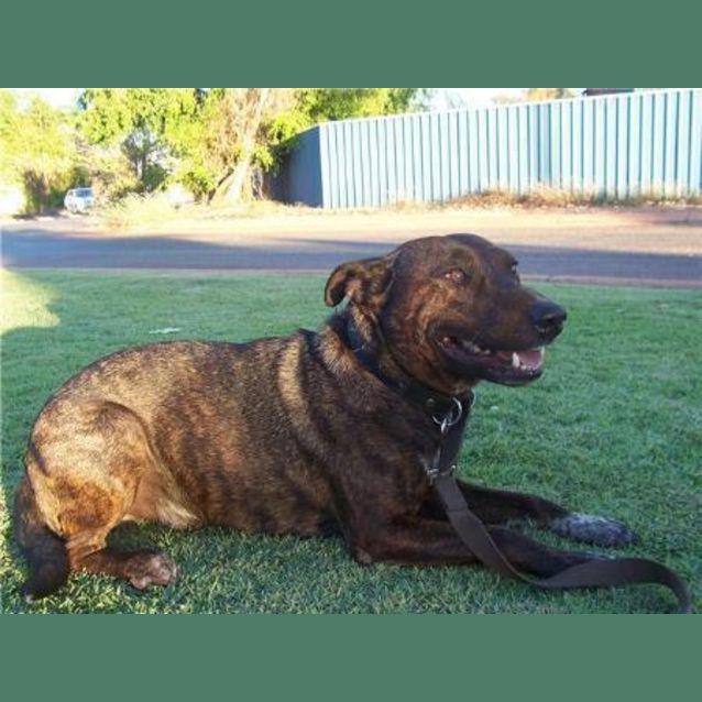 Photo of Roscoe