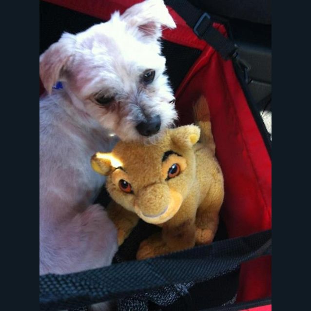 Photo of Benny (On Trial 5/10/12)