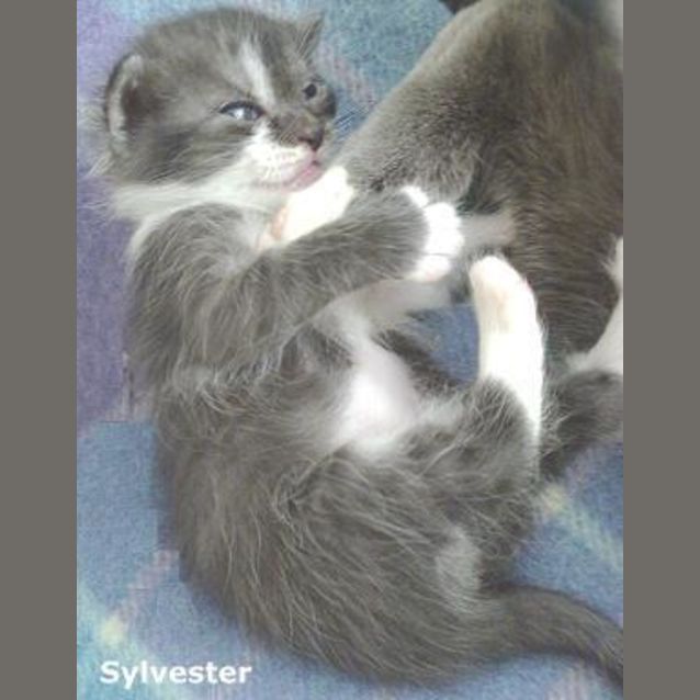 Photo of Sylvester