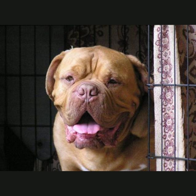 Photo of Dogue (Hooch Dog)