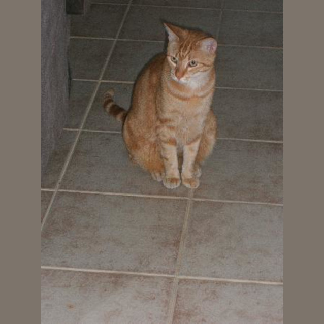 Photo of Garfield