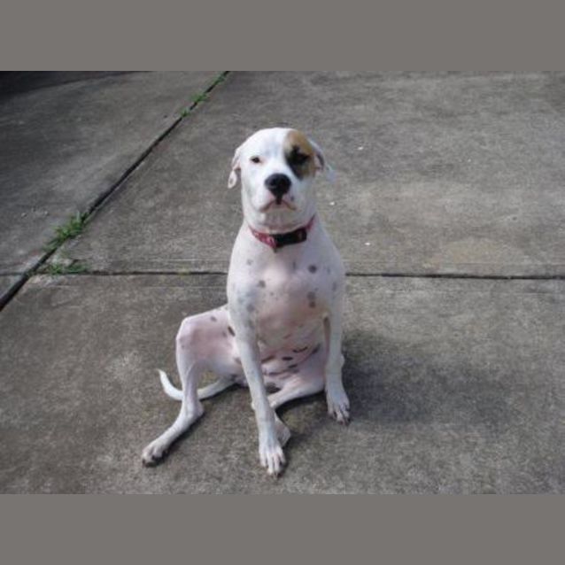 Photo of Keisha   ** On A 2 Week Adoption Trial**