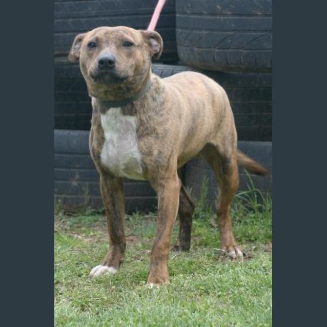Photo of Dog