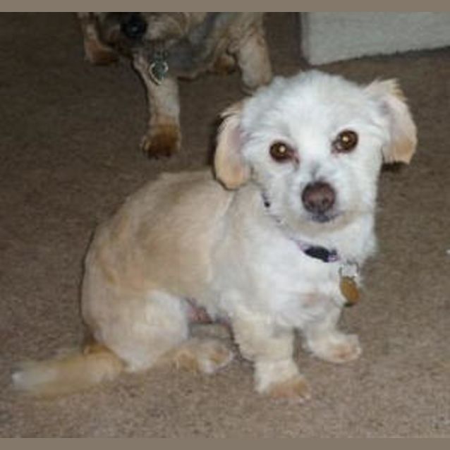 Photo of Harvey