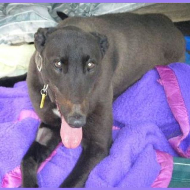 Photo of Zorba