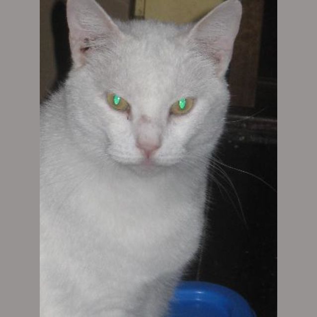 Photo of Minty