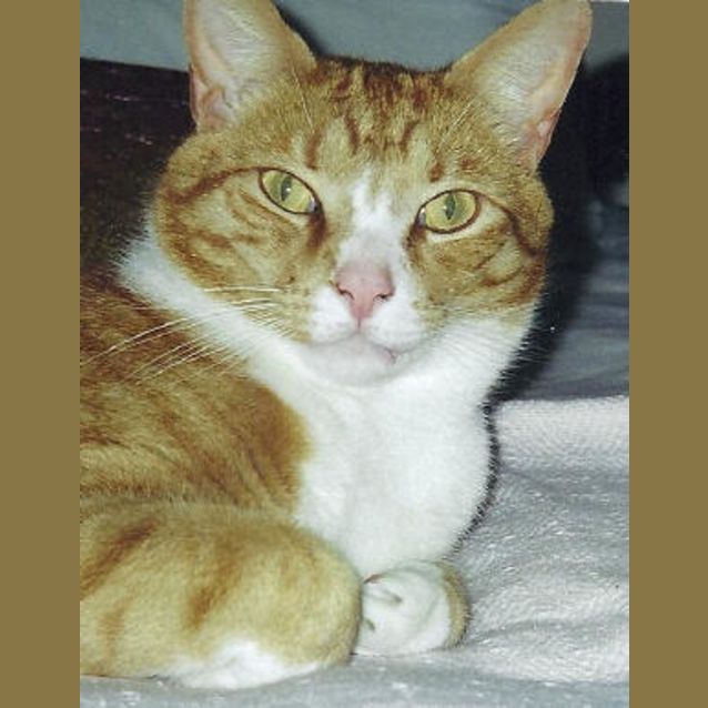 Photo of Rusty