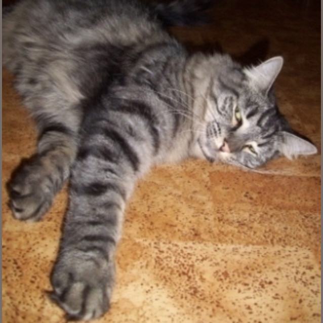 Photo of Frodo (Tag C1175)