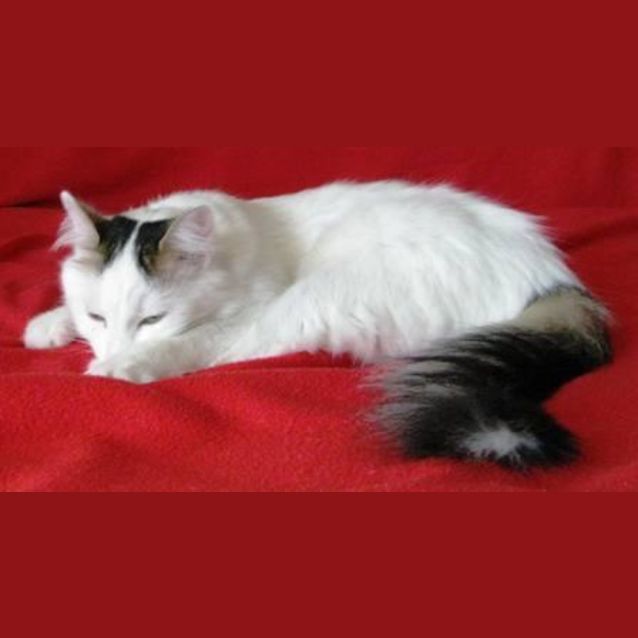 Photo of Osker *Adopted* (Tag C1262) (Aka Possum)