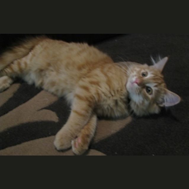 Photo of Red