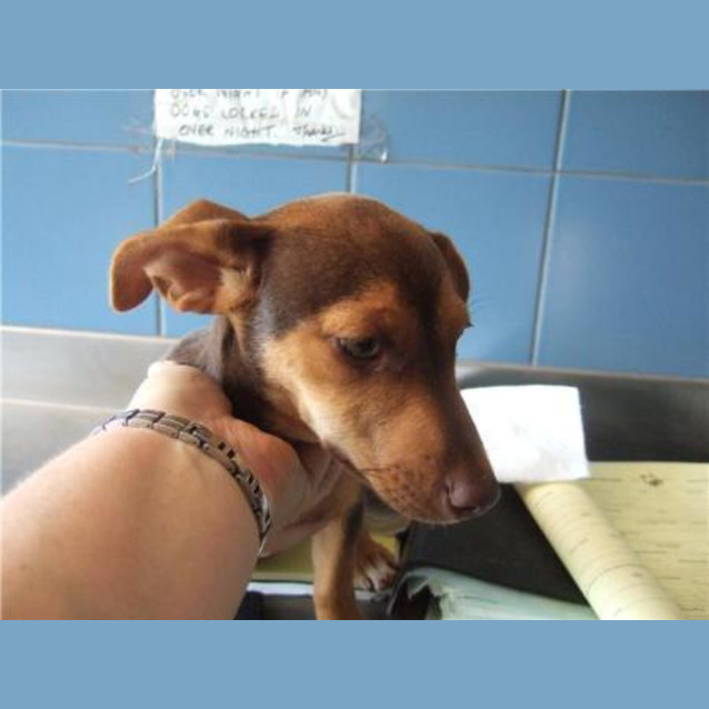 Photo of Coco