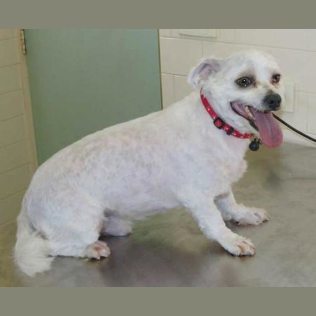 Photo of Buster