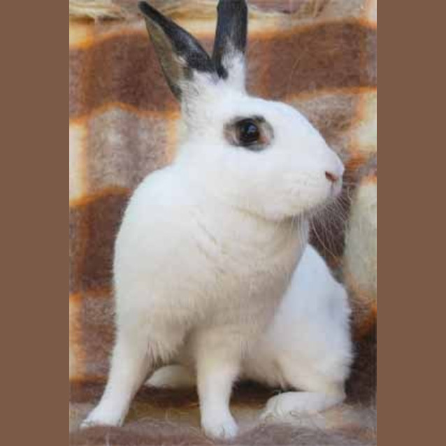 Photo of Chloe (Desexed + Vaccinated) Adoption Pending
