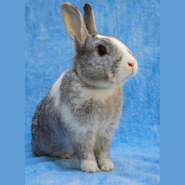 Photo of Chester  On Hold