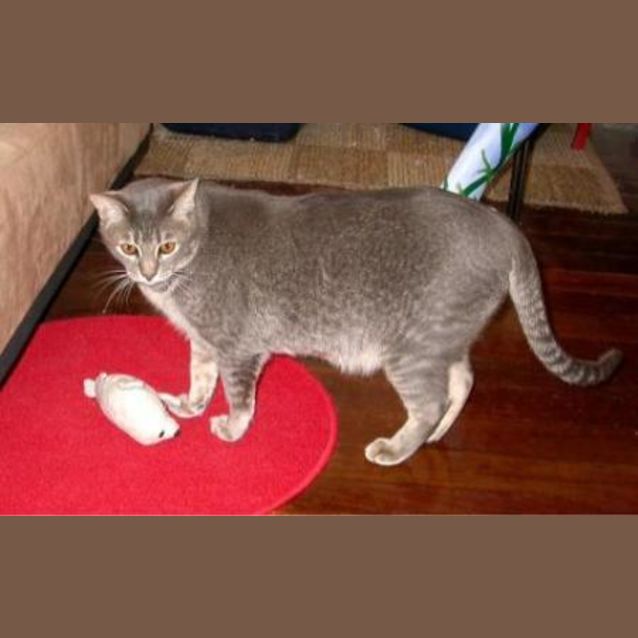Photo of Sumo
