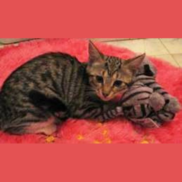 Photo of Tinkerbell