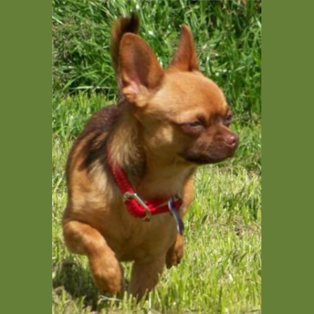 Photo of Rikki