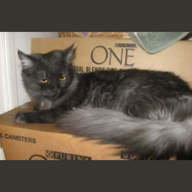 Photo of Choko