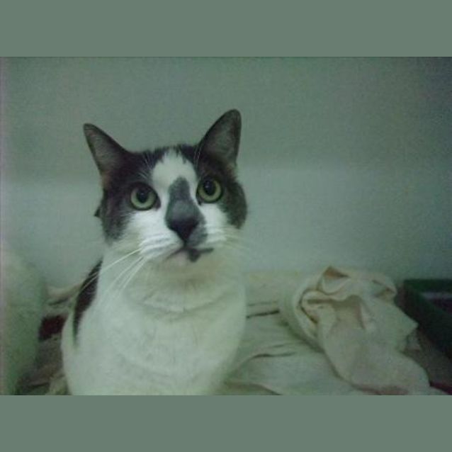 Photo of "Chloe" C4529