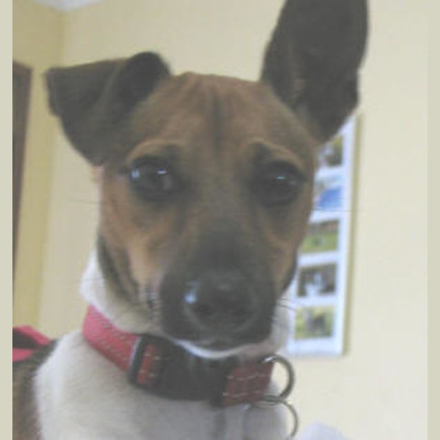 Photo of Darcy