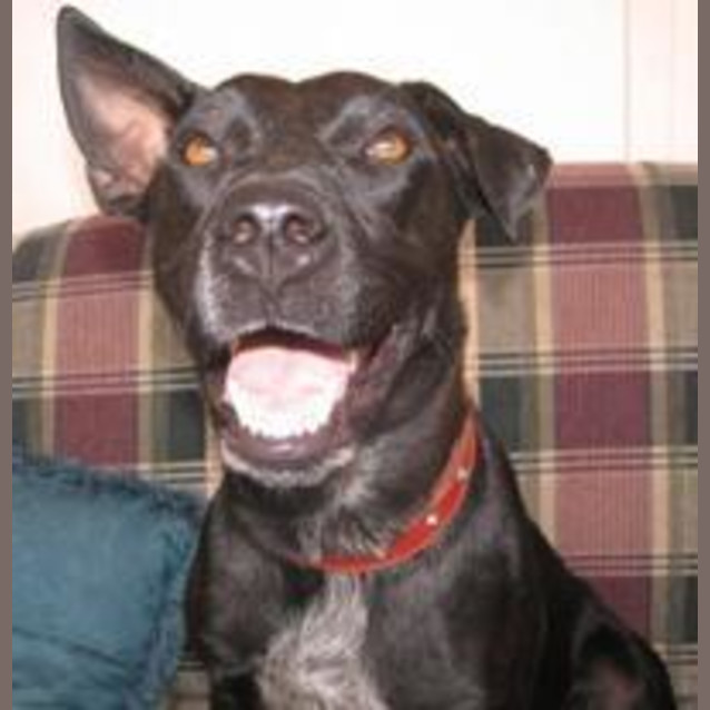 Photo of Zimmie   Adopted