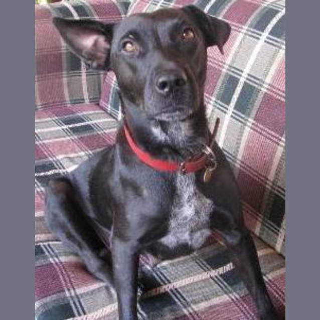 Photo of Zimmie   Adopted