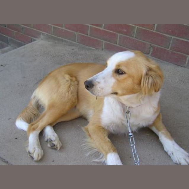 Photo of Bonnie Adoption Pending