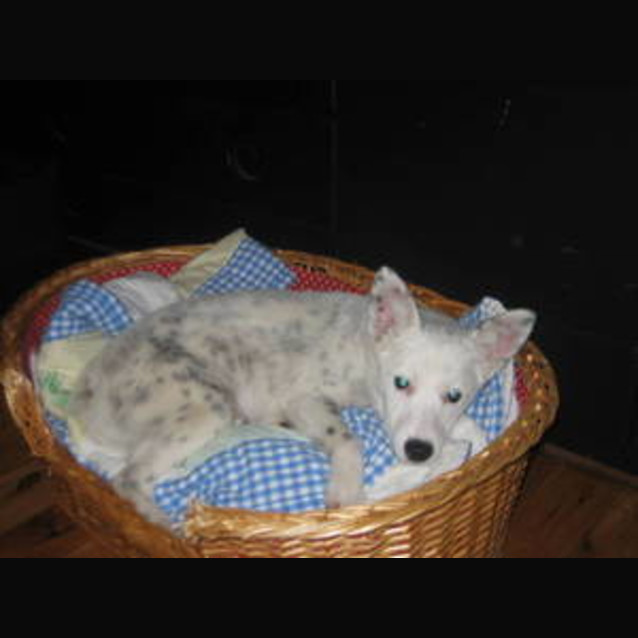 Photo of Angel
