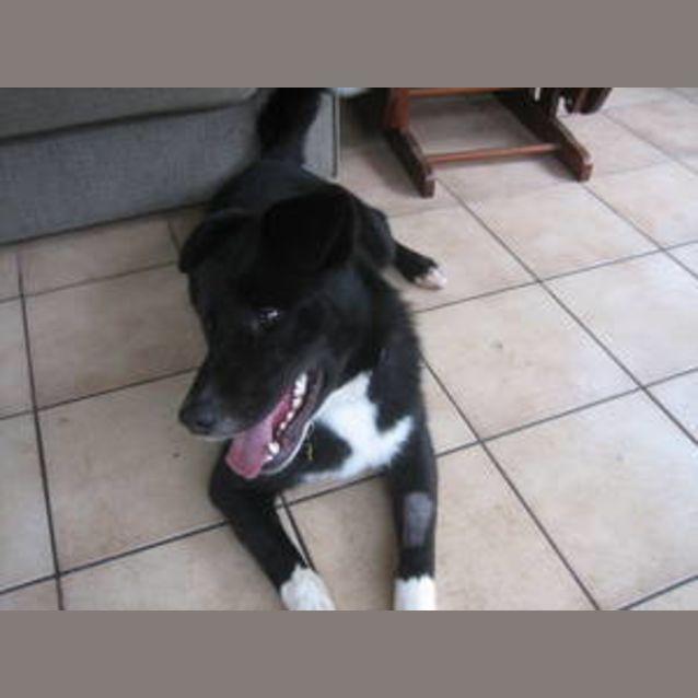 Photo of Liquorice