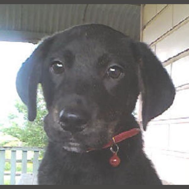Photo of Ace