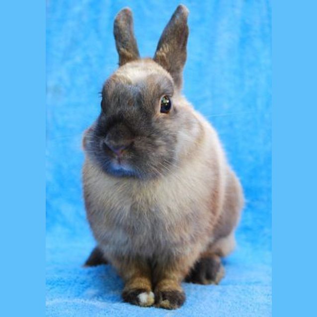 Photo of Little Bunny (On Hold)