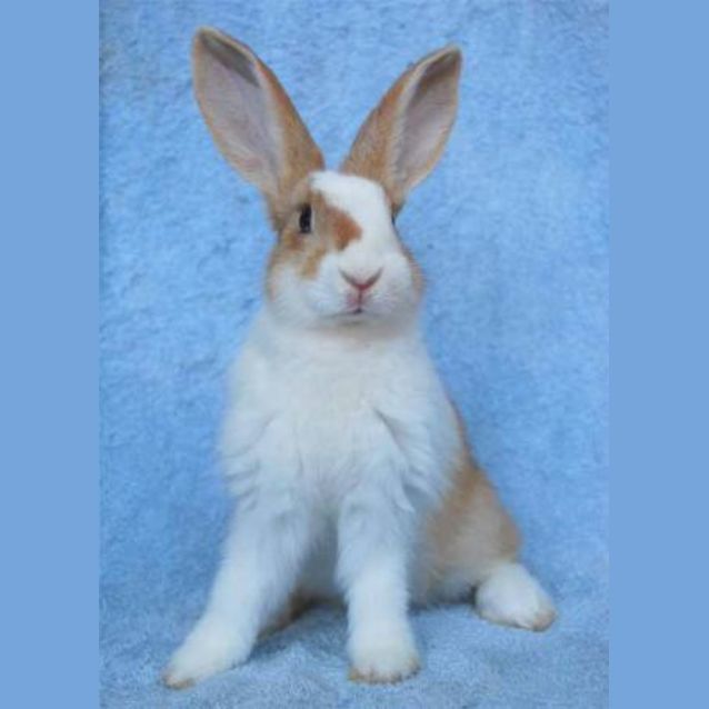 Photo of Hercules