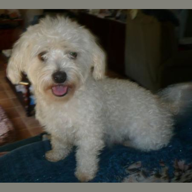 Photo of Bender Adopted