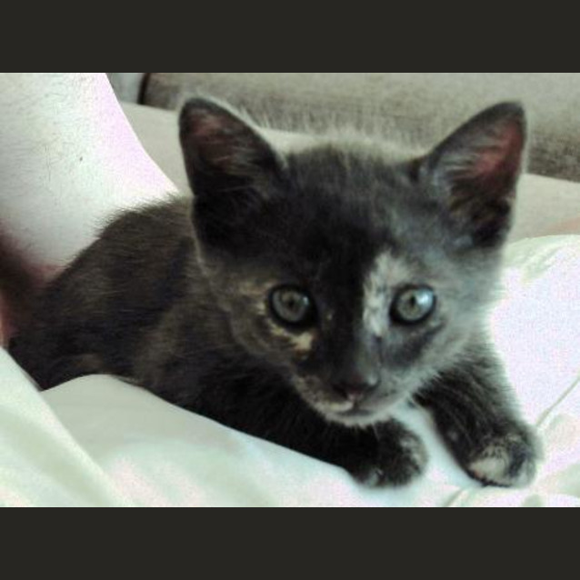 Photo of Kali